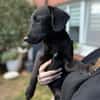 Darcy sucht sein für immer Zuhause