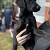 Darcy sucht sein für immer Zuhause