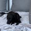 Darcy sucht sein für immer Zuhause