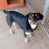 Liebenswerter Teo sucht Familie