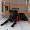 Notfall Nessi sucht ein ruhiges Zuhause