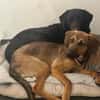 Kayo -zur Pflege in 23701 Bockholt-