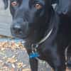 Traumhund Nero sucht seine Menschen