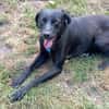 Traumhund Nero sucht seine Menschen