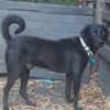 Traumhund Nero sucht seine Menschen