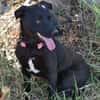 Traumhund Nero sucht seine Menschen