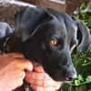 Traumhund Nero sucht seine Menschen