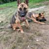 Ivo-BR  Kluger, aktiver Malinois-Rüde