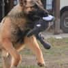 Ivo-BR  Kluger, aktiver Malinois-Rüde