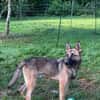 Ivo-BR  Kluger, aktiver Malinois-Rüde