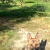 Ivo-BR  Kluger, aktiver Malinois-Rüde