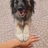 PELOSO 💙 liebenswerte Menschen gesucht