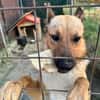 Lidl - ein wahrer Freund u. Familienhund