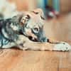 Hundekind Finya