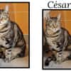 CESAR