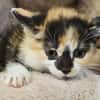 CAT'CHETTE