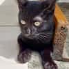 Amour, mâle croisé européen, né le 04/06/2025 🐱