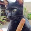 Amour, mâle croisé européen, né le 04/06/2025 🐱