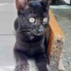 Amour, mâle croisé européen, né le 04/06/2025 🐱