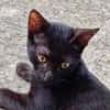 Amour, mâle croisé européen, né le 04/06/2025 🐱