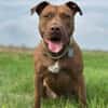 Brooklyn, femelle, Berger X Staffordshire Terrier (Décatégorisée par diagnose), née le 20/04/2022