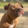 Brooklyn, femelle, Berger X Staffordshire Terrier (Décatégorisée par diagnose), née le 20/04/2022