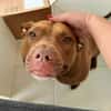 Brooklyn, femelle, Berger X Staffordshire Terrier (Décatégorisée par diagnose), née le 20/04/2022