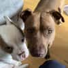 Brooklyn, femelle, Berger X Staffordshire Terrier (Décatégorisée par diagnose), née le 20/04/2022