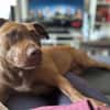 Brooklyn, femelle, Berger X Staffordshire Terrier (Décatégorisée par diagnose), née le 20/04/2022