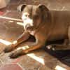 Brooklyn, femelle, Berger X Staffordshire Terrier (Décatégorisée par diagnose), née le 20/04/2022