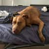Brooklyn, femelle, Berger X Staffordshire Terrier (Décatégorisée par diagnose), née le 20/04/2022