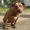 Brooklyn, femelle, Berger X Staffordshire Terrier (Décatégorisée par diagnose), née le 20/04/2022