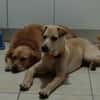 BUDY attend sa famille pour la vie !