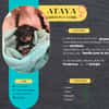 Ataya, la petite merveille