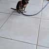 Ziggy, le gentil loulou
