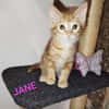 JANE