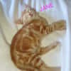 JANE