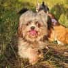 Rocky - Zuhause gesucht !