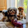 Rocky - Zuhause gesucht !