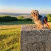 Rocky - Zuhause gesucht !