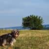 Rocky - Zuhause gesucht !