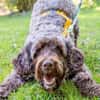 Mia7 sucht ein Zuhause/Pflegestelle