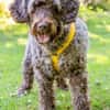 Mia7 sucht ein Zuhause/Pflegestelle
