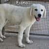 FIONA