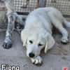 FIONA