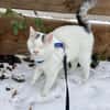 Kater Amiro liebt seine Menschen sehr