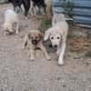 Rüde Momo sucht eine Familie