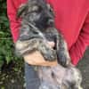 Sambo sucht ein Zuhause