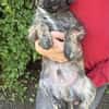 Sambo sucht ein Zuhause