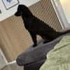 Ace sucht dringend ein Zuhause